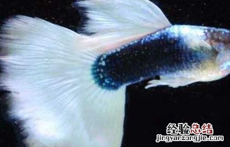 孔雀鱼该怎么饲养? 孔雀鱼要如何饲养