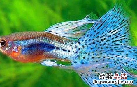 孔雀鱼该怎么饲养? 孔雀鱼要如何饲养