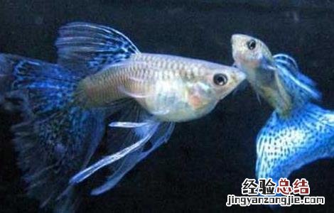 孔雀鱼该怎么饲养? 孔雀鱼要如何饲养