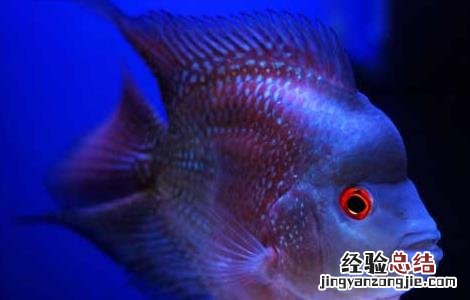 罗汉鱼养殖技术视频 罗汉鱼养殖技术视频讲解