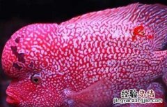 罗汉鱼养殖技术视频 罗汉鱼养殖技术视频讲解