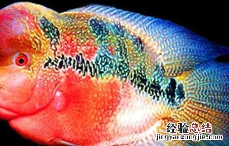 罗汉鱼养殖技术视频 罗汉鱼养殖技术视频讲解