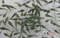 鱼苗高效养殖管理措施 鱼苗管理方法