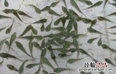 鱼苗高效养殖管理措施 鱼苗管理方法