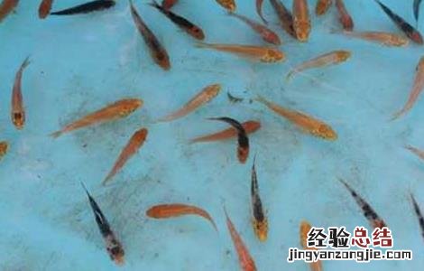 鱼苗高效养殖管理措施 鱼苗管理方法