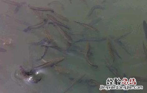 鱼苗高效养殖管理措施 鱼苗管理方法