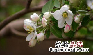 果树开花期能施尿素肥吗 果树开花期能施尿素肥吗