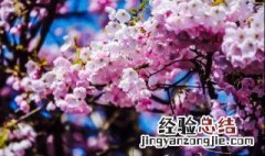 早樱和晚樱的开花时间 早樱和晚樱开花的区别