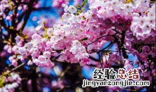 早樱和晚樱的开花时间 早樱和晚樱开花的区别