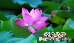 形容荷花的诗句 看看诗人是怎样描述她的美的