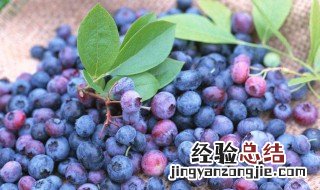 蓝莓酒的功效与作用及禁忌 蓝莓酒的功效与作用及禁忌是什么呢
