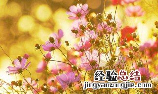 关于花的诗句 你被花朵惊艳到了吗？