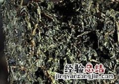 喝黑茶的注意事项 喝黑茶应该注意什么?