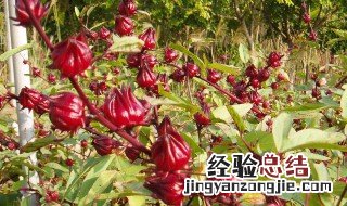 玫瑰茄的食用 玫瑰茄的作用与吃法