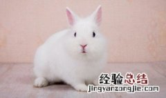 兔子肉怎么做好吃 兔子肉怎么做好吃又简单视频