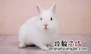 兔子肉怎么做好吃 兔子肉怎么做好吃又简单视频