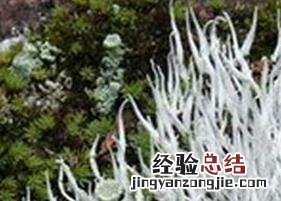 西藏雪茶的功效与作用 青海雪茶的功效与作用
