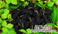 桑梓的功效与作用 桑梓的功效与作用是什么