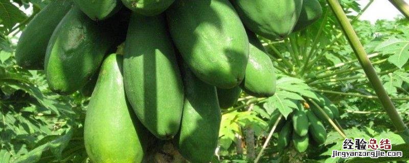 木瓜种子种植能结果吗，如何种植 木瓜种子能种出来吗?