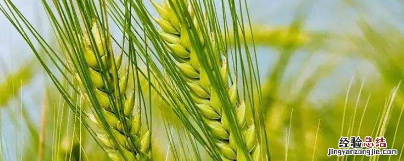 济麦22小麦品种介绍,每亩播种多少斤,生长期多少天