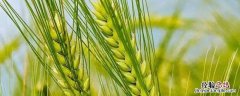 济麦22小麦品种介绍，每亩播种多少斤，生长期多少天