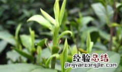白茶分几种等级 白茶四个等级的区别