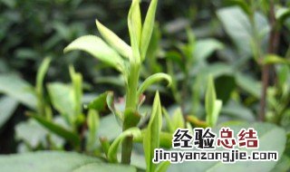 白茶分几种等级 白茶四个等级的区别
