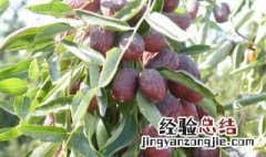 灰枣的功效与作用 什么是灰枣