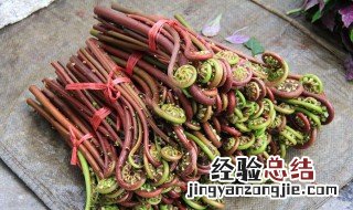 蕨菜的功效与作用 蕨菜有什么作用
