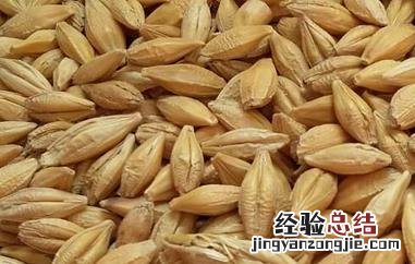 大麦的功效与作用及副作用 大麦的功效与作用