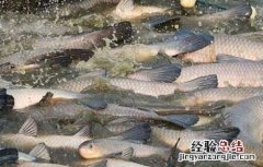 青鱼的养殖技术视频 青鱼养殖技术视频