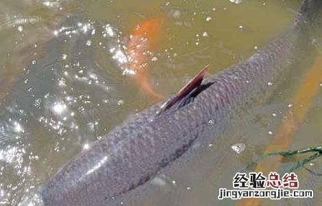 青鱼的养殖技术视频 青鱼养殖技术视频