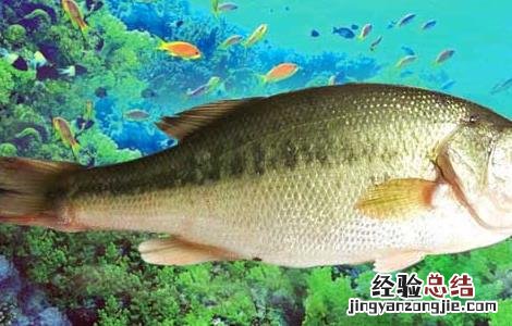 鲈鱼高产人工养殖技术培训 鲈鱼高产人工养殖技术