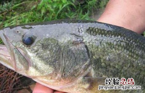 鲈鱼高产人工养殖技术培训 鲈鱼高产人工养殖技术