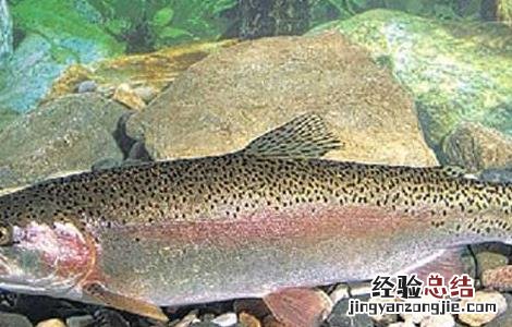 虹鳟鱼高产人工养殖技术规范 虹鳟鱼高产人工养殖技术