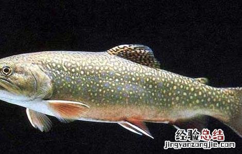 虹鳟鱼高产人工养殖技术规范 虹鳟鱼高产人工养殖技术