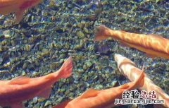 虹鳟鱼高产人工养殖技术规范 虹鳟鱼高产人工养殖技术