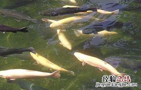 虹鳟鱼高产人工养殖技术规范 虹鳟鱼高产人工养殖技术