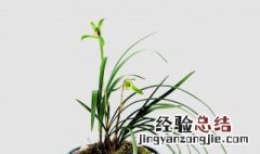 春兰什么时候可以施肥 花期有多长呢