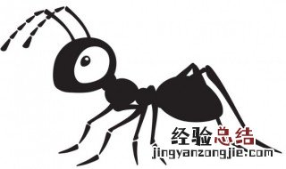 室内有蚂蚁用什么方法消灭 室内有蚂蚁如何消灭