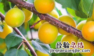杏子成熟的季节 杏子有什么功效