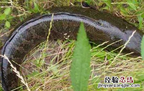 黑鱼养殖技术视频 黑鱼养殖技术视频讲解