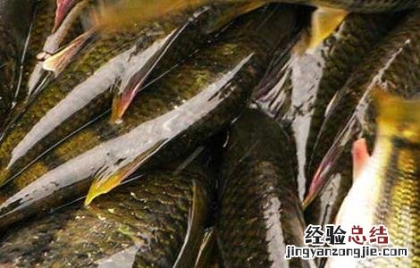石斑鱼养殖技术和环境 石斑鱼养殖技术