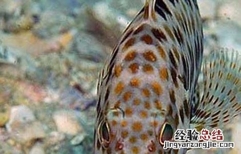 石斑鱼养殖技术和环境 石斑鱼养殖技术