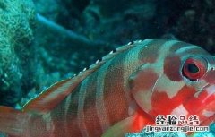 石斑鱼养殖技术和环境 石斑鱼养殖技术