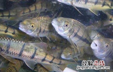 石斑鱼养殖技术和环境 石斑鱼养殖技术
