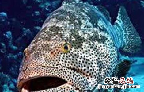 石斑鱼养殖技术和环境 石斑鱼养殖技术