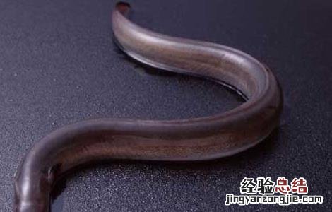鳗鱼养殖技术视频 鳗鱼养殖技术