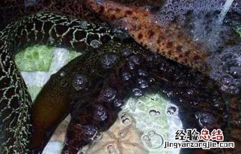 鳗鱼养殖技术视频 鳗鱼养殖技术