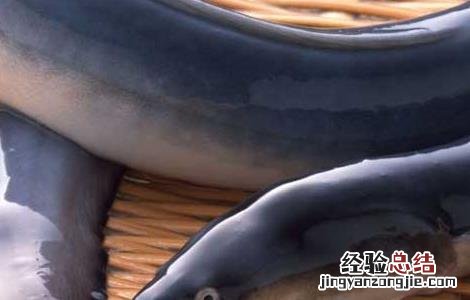 鳗鱼养殖技术视频 鳗鱼养殖技术
